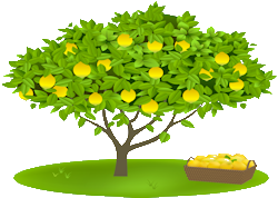 Lemon tree